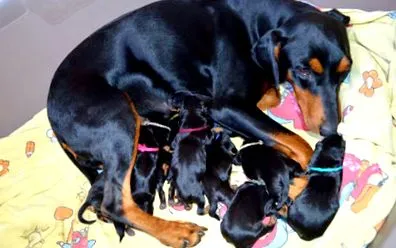 dt-pinscher-burgwildensteins
