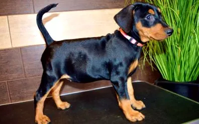 dt-pinscher-burgwildensteins