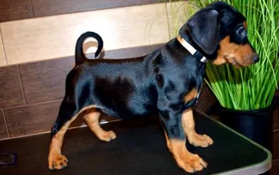 dt-pinscher-burgwildensteins