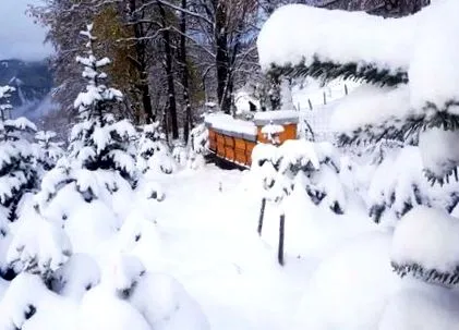 karácsonyfa