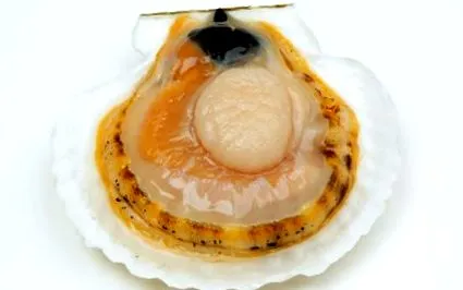 scoici