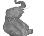 gyorsan