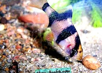 sfatul