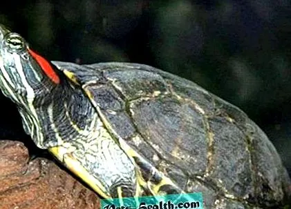 teknős