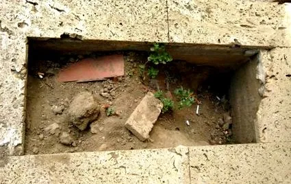 utcai állatok