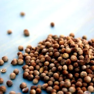 coriander