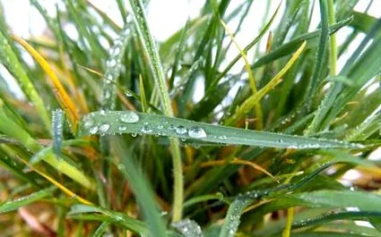 citronella