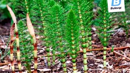 horsetail