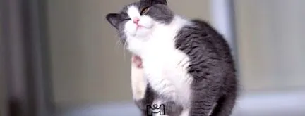 котката