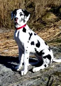 dane