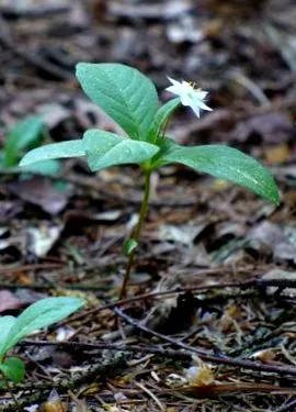trientalis