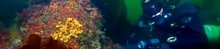 sidemount