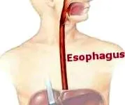 digestive