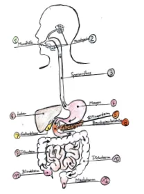 urogenitális urogenitális