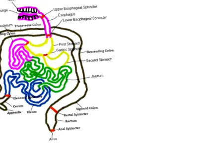 digestive