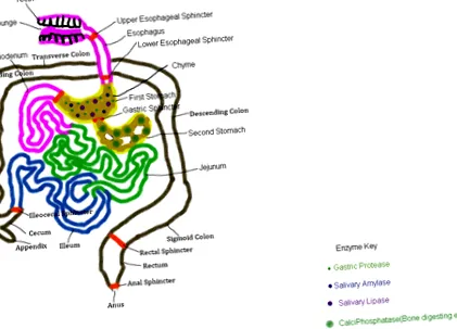 digestive