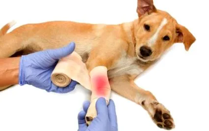 veterinar