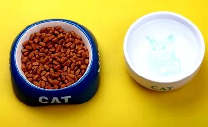 macskákat időseknek