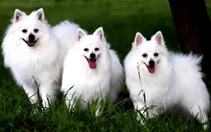 karakter italiano