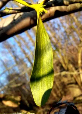 această