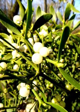 fructe