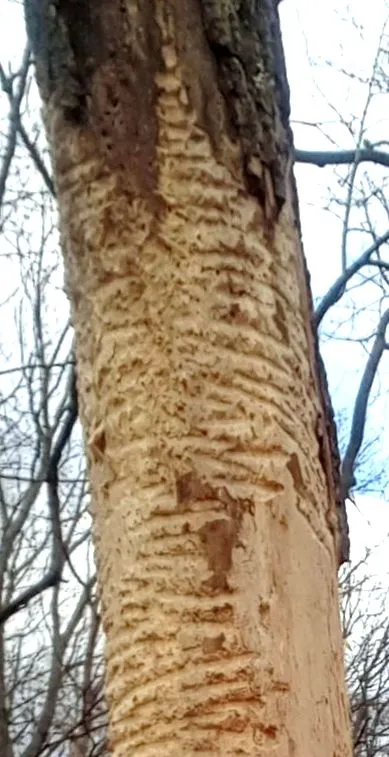 животно може