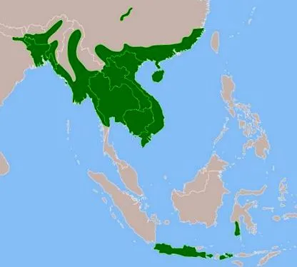 burmai pitonok