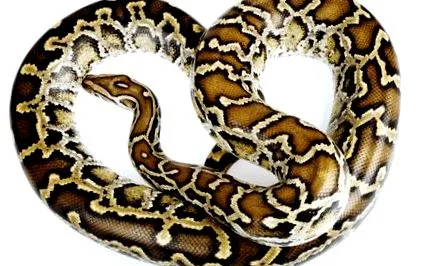 pythonról