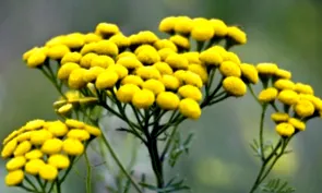acasă