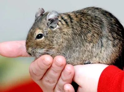 degu háziállatra