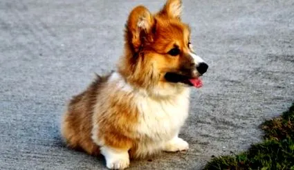 Welsh Corgi