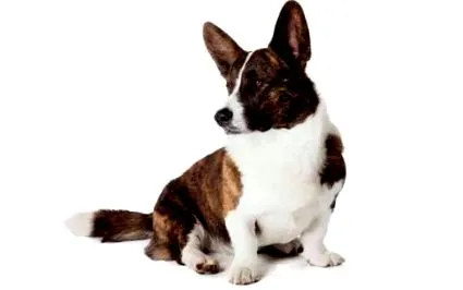 karakter corgi
