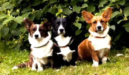 corgi