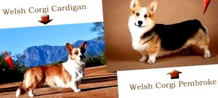 welsh