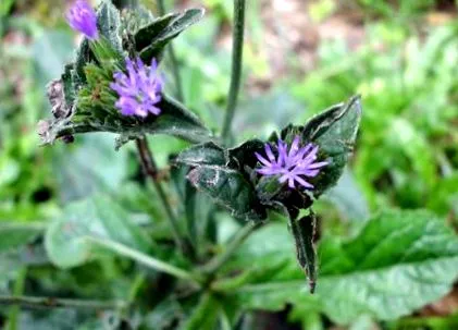 calamintha