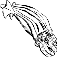 hivatalos