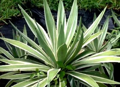 agave