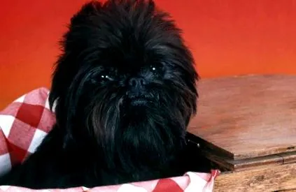 affenpinscher