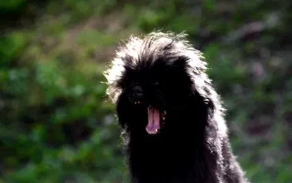 affenpinscher