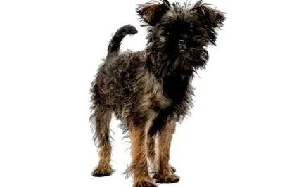 câine