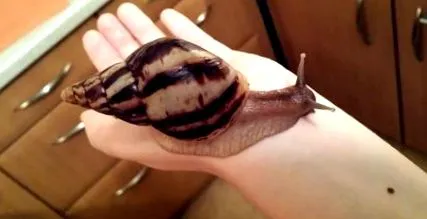 reticulata