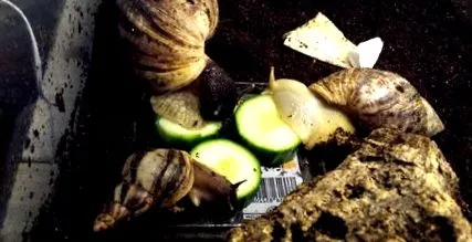 achatina