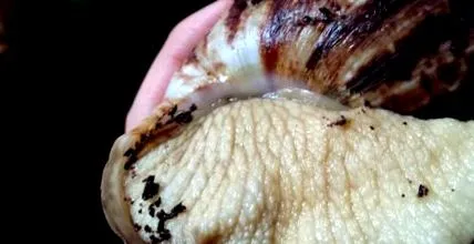 reticulata