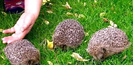 hedgehog