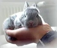 џуџе