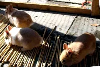 зајакот