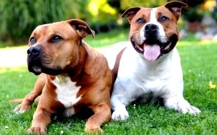 american staffordshire