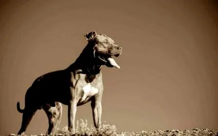 pitbull