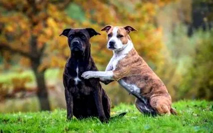 terrier terrier
