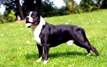 terrier american